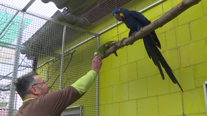 «Leute machen sich keine Gedanken»: Vogelpark Ambigua muss Aufnahmestopp verhängen