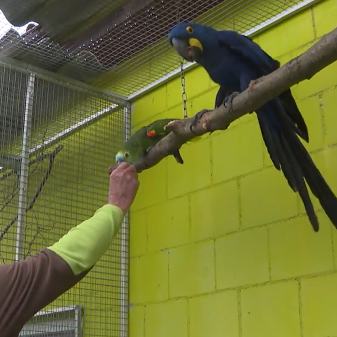 «Leute machen sich keine Gedanken»: Vogelpark Ambigua muss Aufnahmestopp verhängen