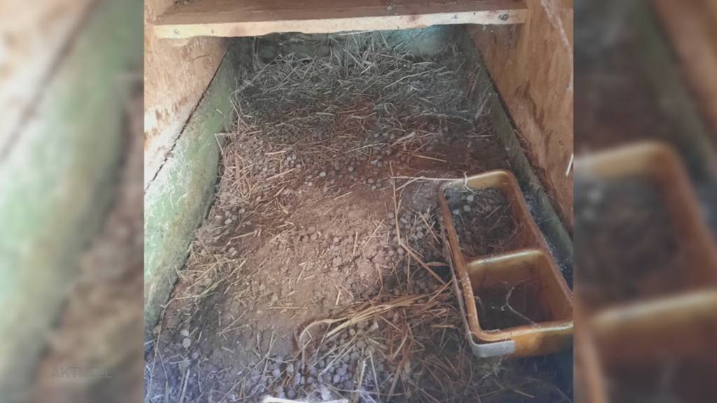 Überforderte Tierhalter: Behörden finden in der Region Zofingen 11 tote Kaninchen