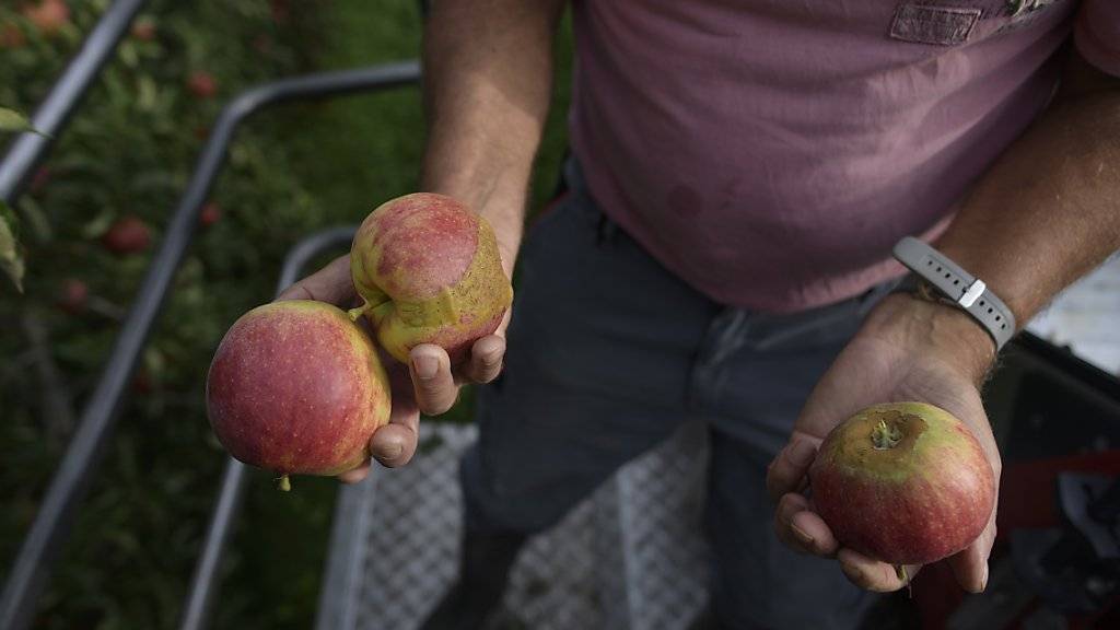 Nicht für den Verkauf im Detailhandel geeignet: Ein Obstbauer in Egnach TG zeigt im September bei der Ernte Frostschäden an seinen Äpfeln der Sorte Jonagold. (Archiv)