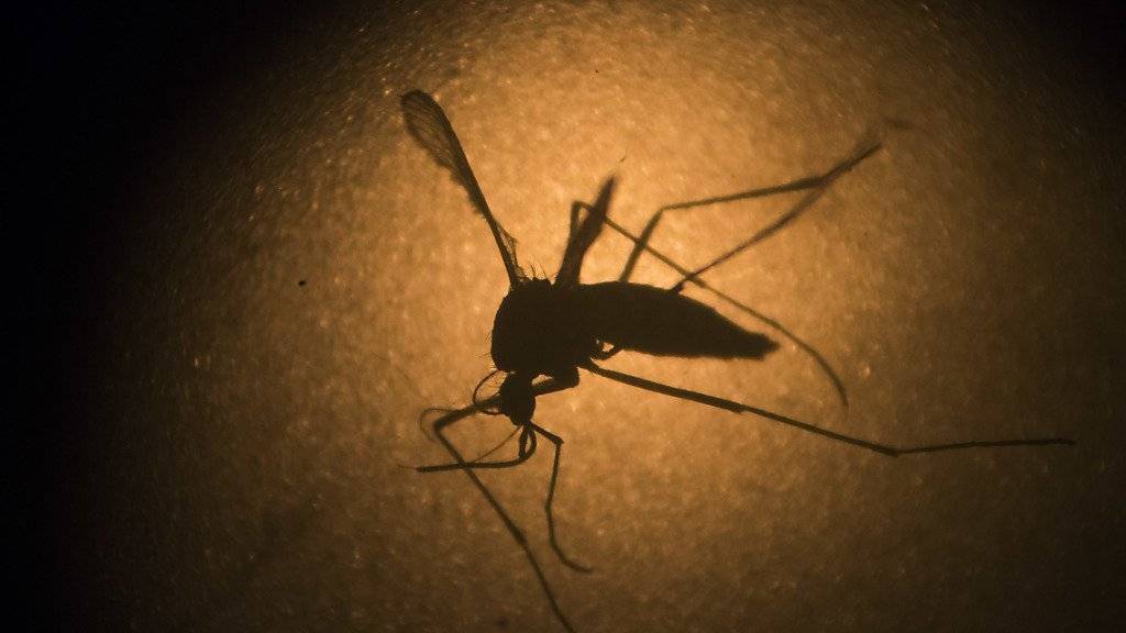 Erfolgreicher Kampf gegen die Mücken: Malaria-Todesfälle sind zurückgegangen. (Symbolbild)