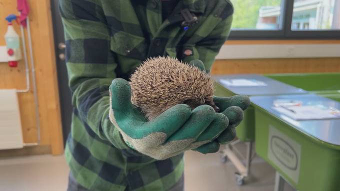 Tipps und Tricks für Igel im eigenen Garten