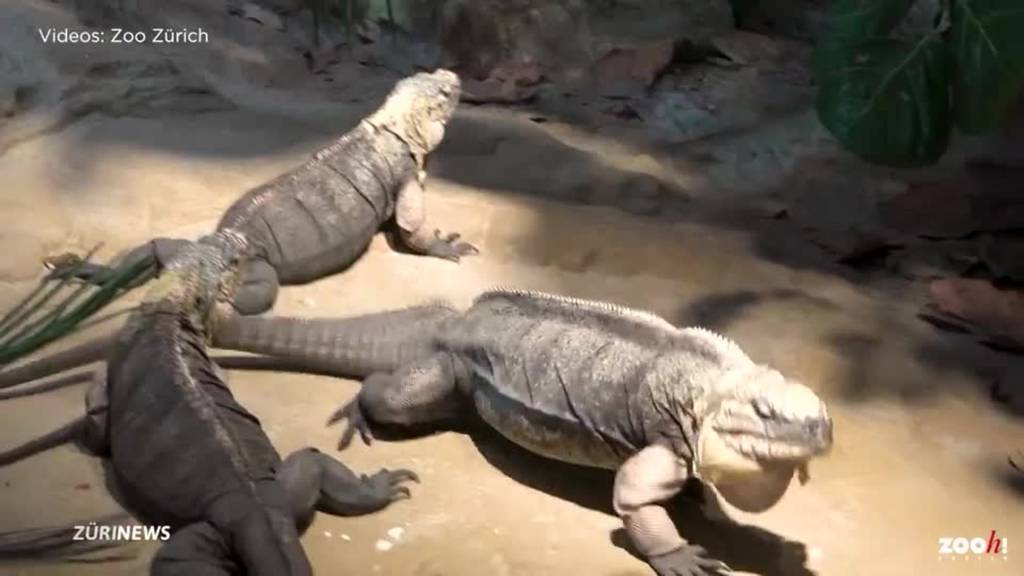 Neuzugang im Zoo Zürich