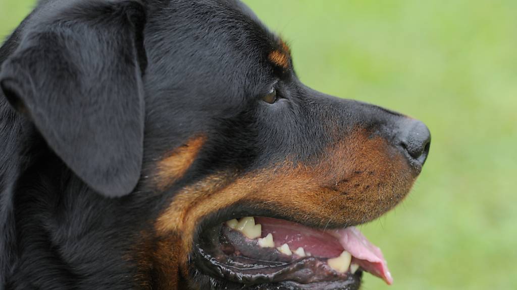 Die Zürcher Regierung soll prüfen, ob Rottweiler auch auf die Liste der gefährlichen Hunde gehören. (Symbolbild)