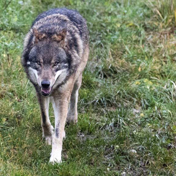Elf Schafe gerissen: Wolf treibt im Urserntal sein Unwesen