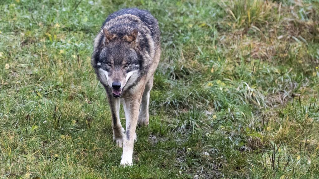 Das Parlament will den Wolfsschutz lockern. Der Bundesrat hat nun definiert, wann die Raubtiere legal geschossen werden dürften. (Symbolbild)