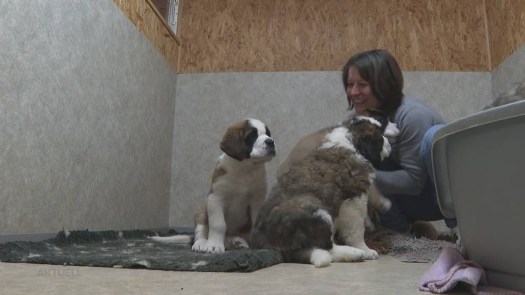 Prominente Hundetrainerin: Jass-Ikone Monika Fasnacht macht Wesenstest für Welpen in Gontenschwil