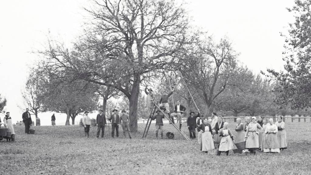 Lange kam das auf den Tisch, was in der Umgebung wuchs. Im Bild zu sehen ist eine Obsternte im Asyl Wil um 1900. (Archivbild)