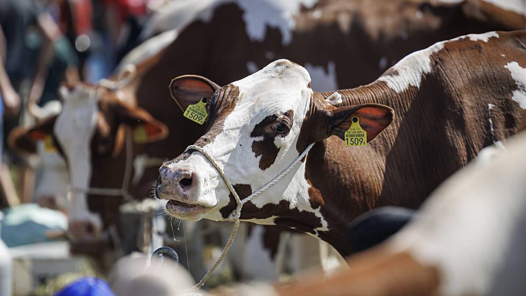 Der Nationalrat will die Direktzahlungen an die Landwirtschaftsbetriebe auf dem Niveau von 2024 belassen. (Themenbild)