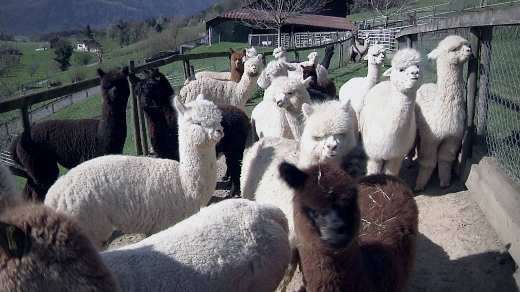 Die Familie Stocker züchtet seit 20 Jahren Alpakas.
