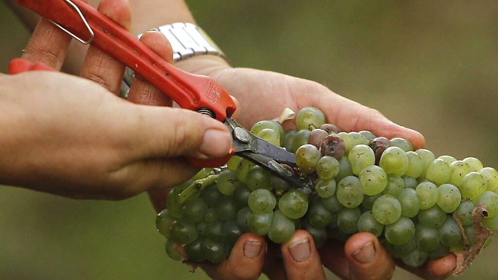 Konsum und Absatz von Wein in Frankreich gehen zurück