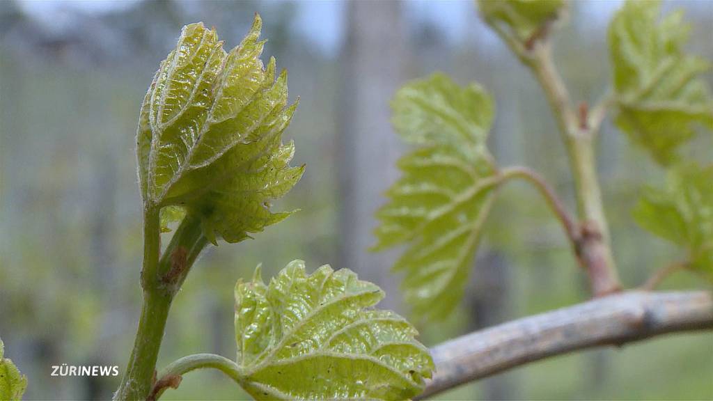 Mai-Frost bereitet Gemüsebauern Sorgen