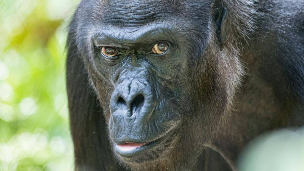 Im Alter von 52 Jahren ist im Zoo Basel das Gorillaweibchen Quarta verstorben.