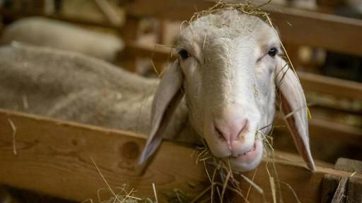 Blauzungenkrankheit breitet sich aus: Erste Fälle im Aargau bei Schafen und Rindern