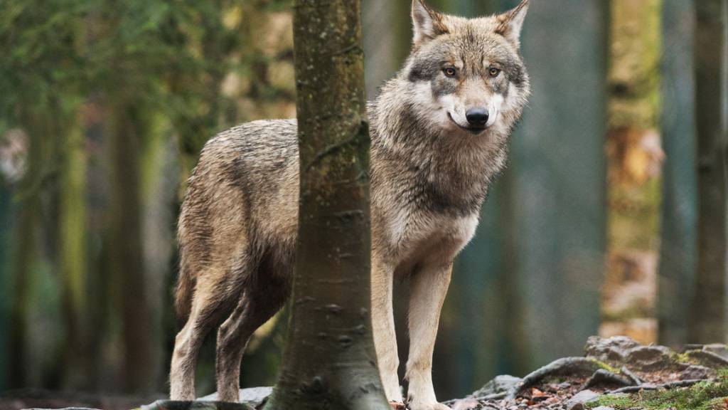 Das Nationalpark-Wolfsrudel ist zum Abschuss freigegeben, weil es zwei Rinder gerissen hat. (Symbolbild)