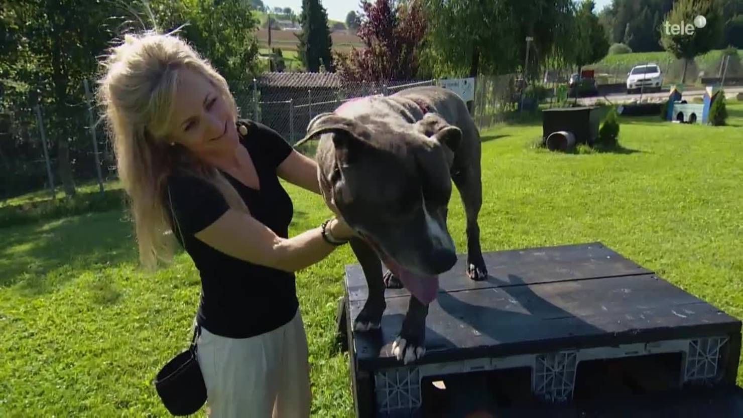 Spezialist für schwierige Hunde Tele 1