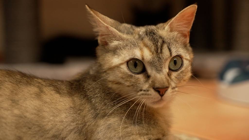 Freigänger Katzen