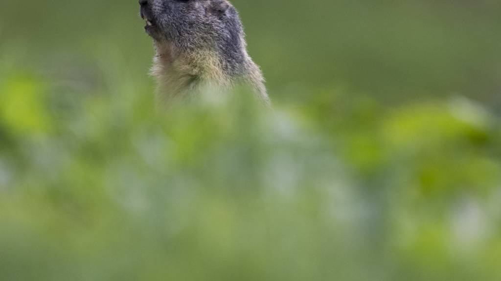 WWF kürt Gewinner und Verlierer des Jahres 2025 im Tierreich
