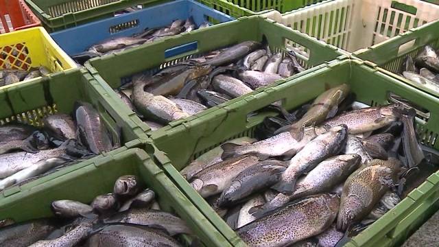 7000 Fische in Birmenstorf vergiftet