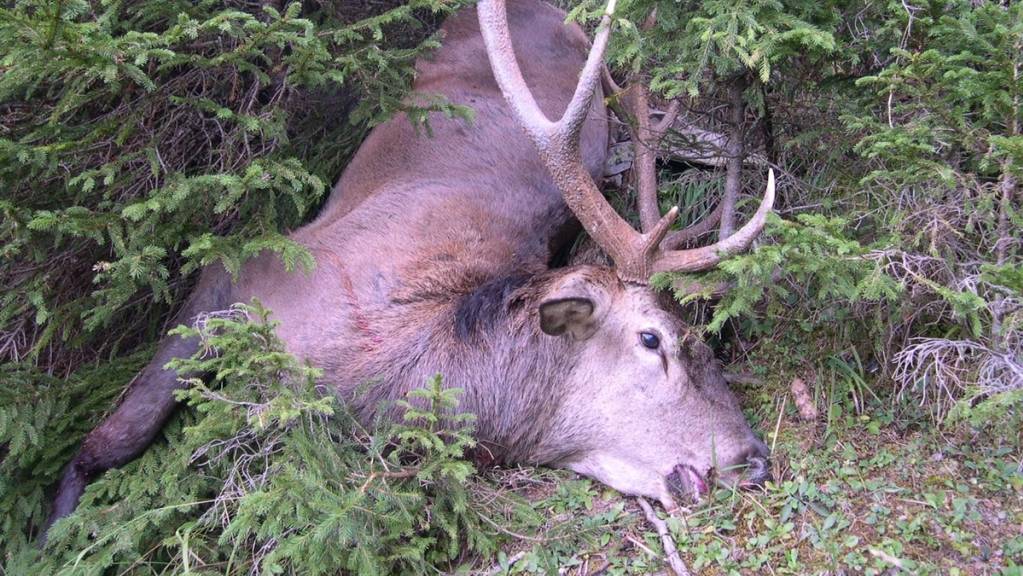 Ein 41-jähriger Jäger hat zwischen 2014 und 2020 ausserhalb der Jagdzeit zehn Mal unberechtigt Wild geschossen.