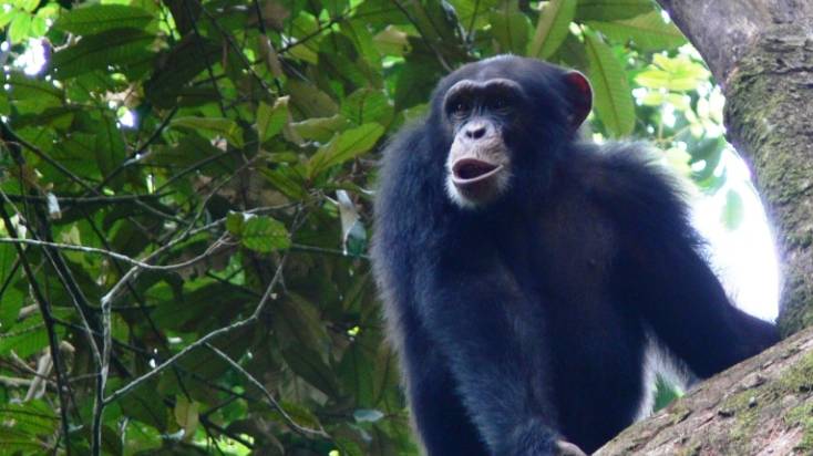 Ein Schimpanse, der in den Wäldern der Nimba-Bergkette lebt.