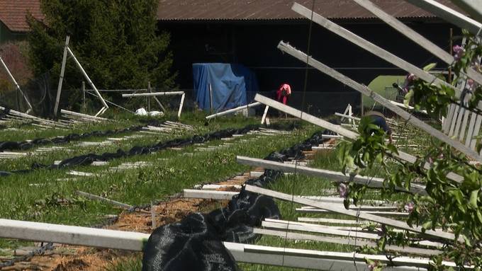 Über 300'000 Franken Schaden: Hagel zerstörte eine Apfelplantage