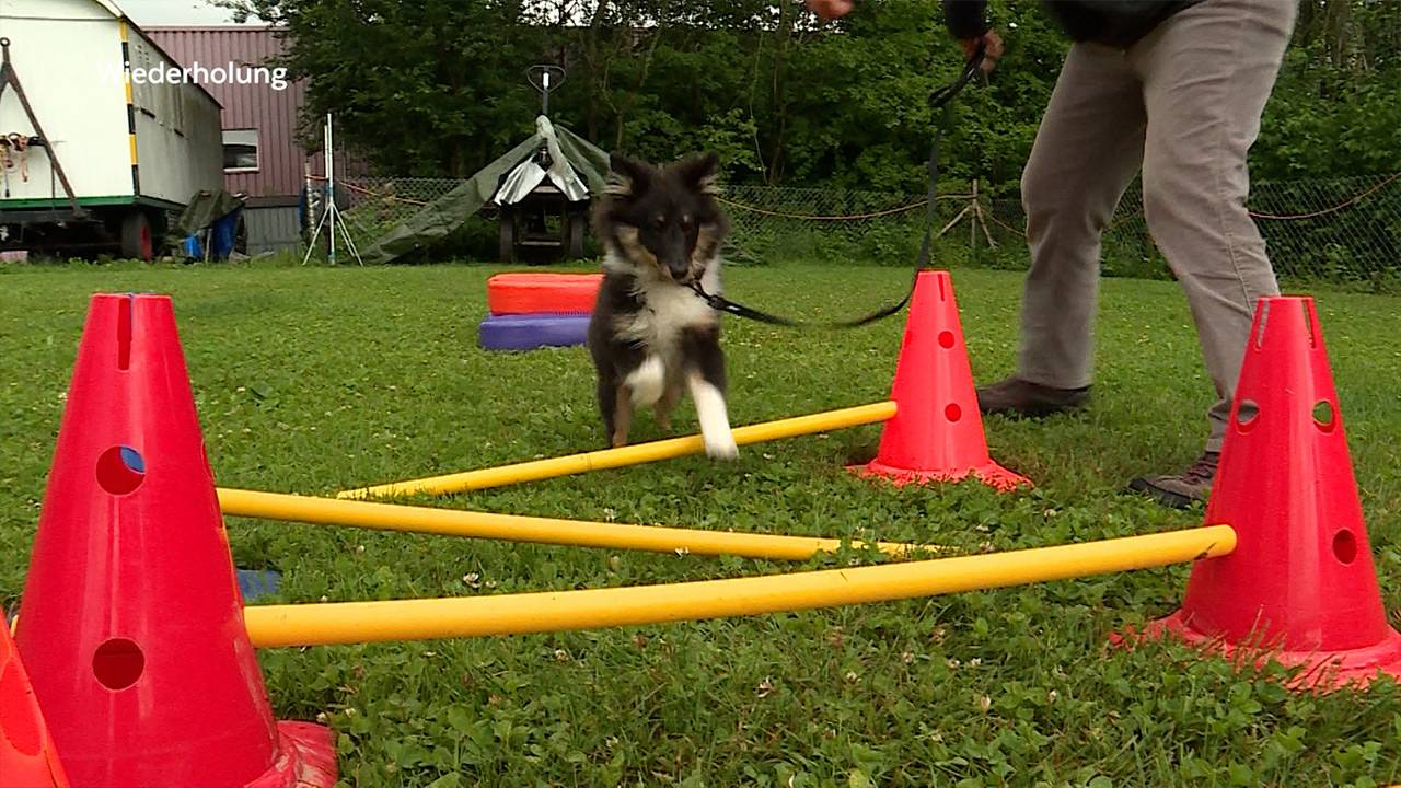 Gymnastikkurs-für-Hunde