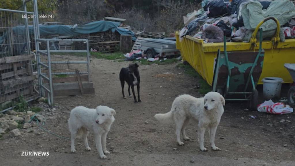 Nach Tierdrama in Ramiswil SO: Exklusive Bilder des Hofs
