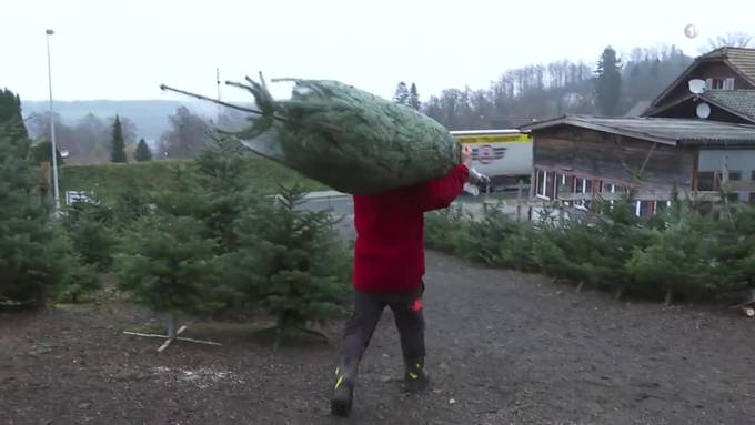 Zentralschweizer Kunden wollen Christbäume aus der Schweiz