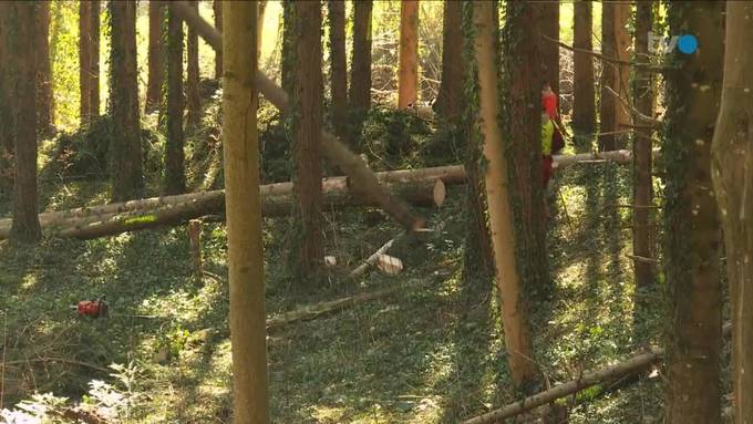 Nistplätze für Borkenkäfer: Wald im TG hat viel Schadholz