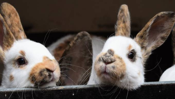 80 Kaninchen aus Gehege von Hotel im Schwarzwald gestohlen