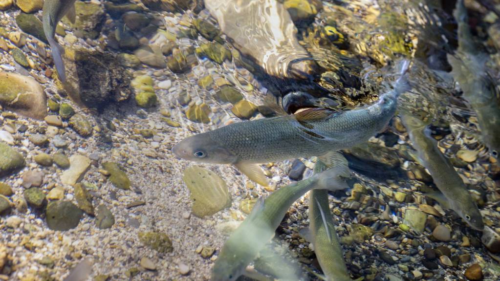 Die Äsche liebt kühles Wasser, in heissen Sommern leidet sie unter «Hitzestress». (Archivbild)
