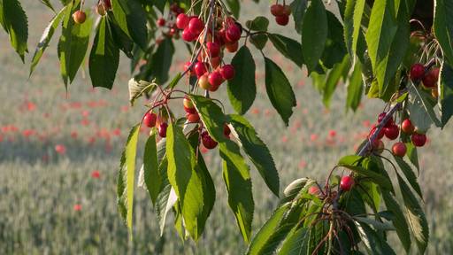 Fricktaler Obstbauer muss 60 Bäume fällen, weil die Kirschen rot sind