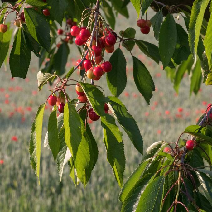 Fricktaler Obstbauer muss 60 Bäume fällen, weil die Kirschen rot sind