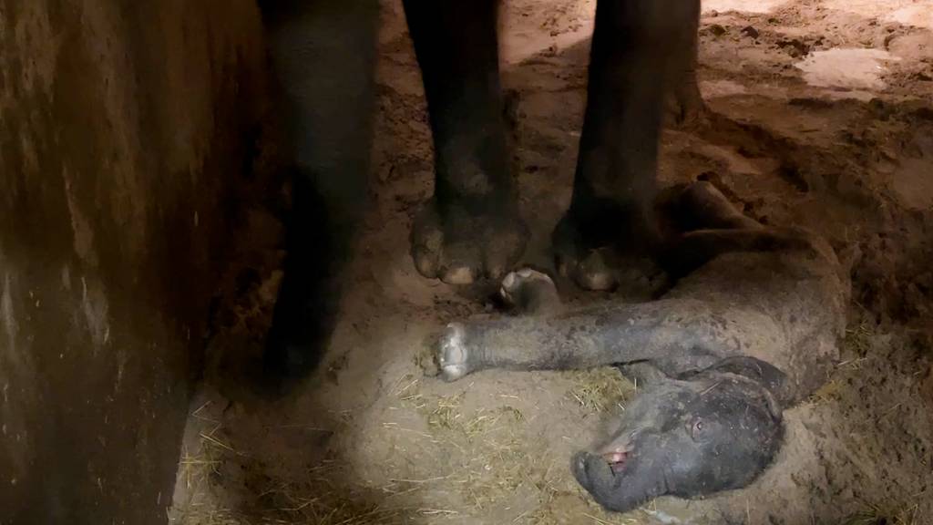 Organe des toten Zürcher Elefantenbabys waren nicht richtig ausgebildet