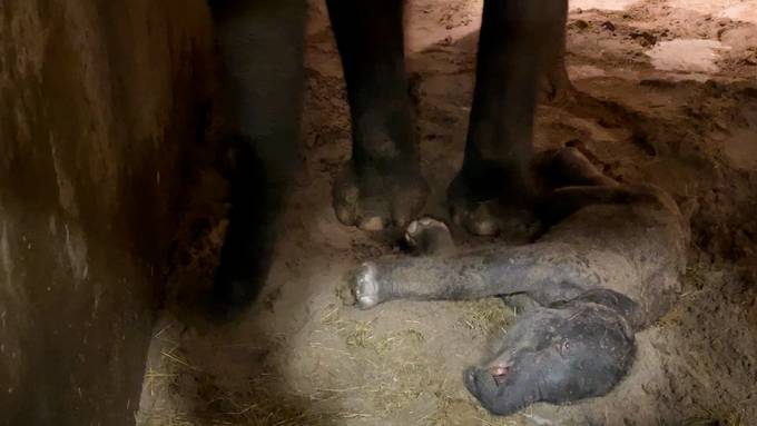 Organe des toten Zürcher Elefantenbabys waren nicht richtig ausgebildet