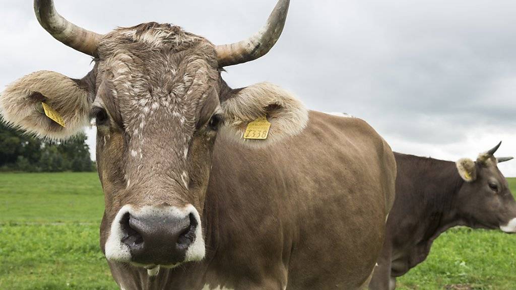 Die Viehwirtschaft verursacht mit rund 70 Prozent den Löwenanteil der Methanemissionen der Schweiz. Neuen Berechnungen zufolge ist der Ausstoss allerdings ein bisschen geringer als bisher geschätzt. (Archivbild)