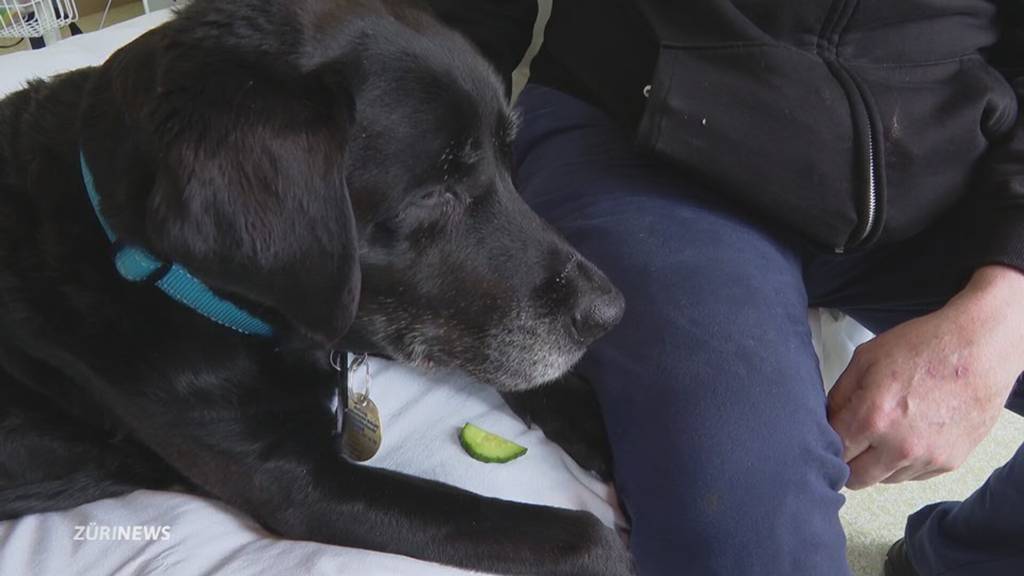 Therapiehund auf der Intensivstation: Oriana tut Patienten gut