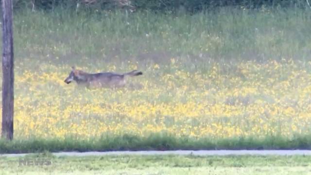 Wolf verärgert Meiringen