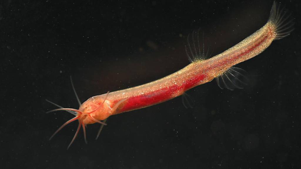 Ein Forscher des Naturhistorischen Museum Bern (NMBE) hat die Fischart «Gitchak nakana» zusammen mit einem internationalen Team entdeckt.