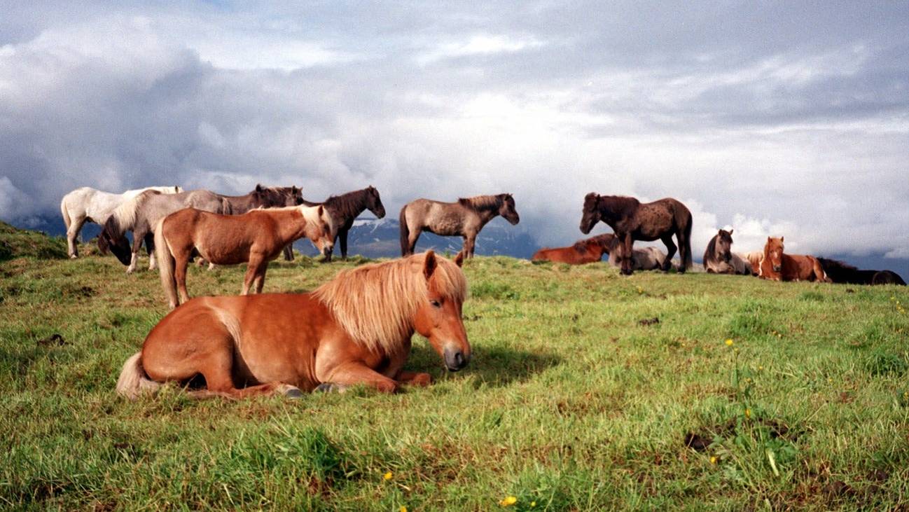 Isländische Pferde an der Küste von Reykjavik