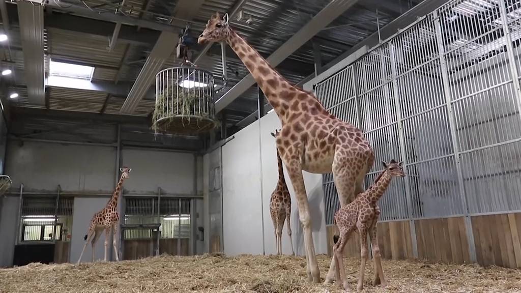 Nachwuchs im Zoo: Giraffenbaby im «Zoo de Vincennes»