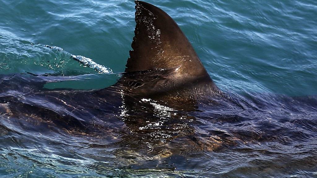 Damit sich Schwimmern nicht plötzlich dieses Bild bietet, suchen Drohnen australische Strände auf Haie ab. (Archiv)