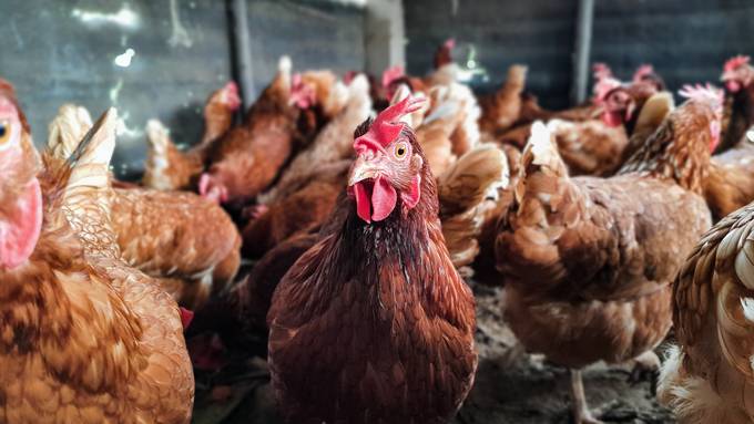 Winterthurer Bauer ignoriert Vogelgrippe-Massnahmen und landet vor Gericht