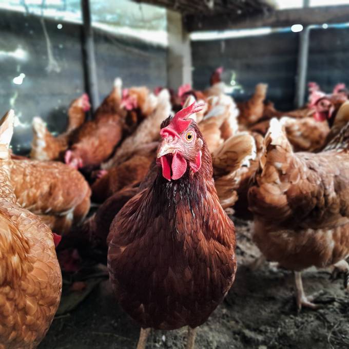 Winterthurer Bauer ignoriert Vogelgrippe-Massnahmen und landet vor Gericht