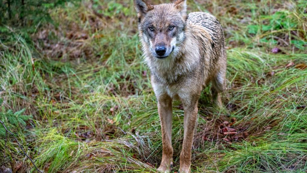 Das Chöpfenbergrudel im Schwyzer Wägital hat sich vermehrt. (Symbolbild)