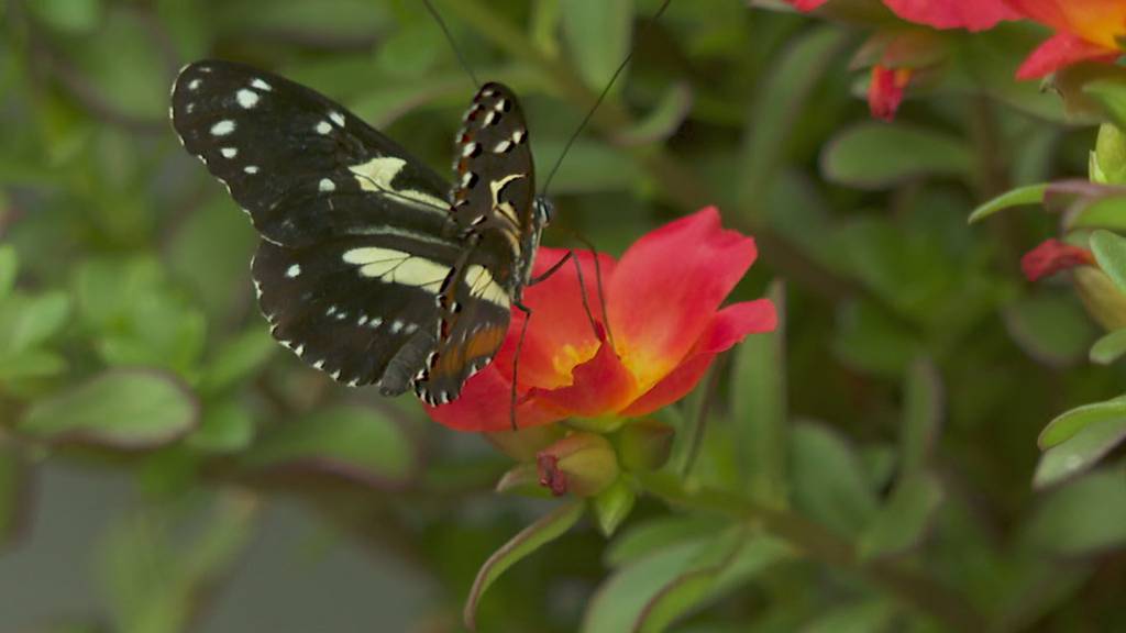Schmetterlinge: Gartencenter in Widnau macht auf Schwinden des Lebensraums aufmerksam