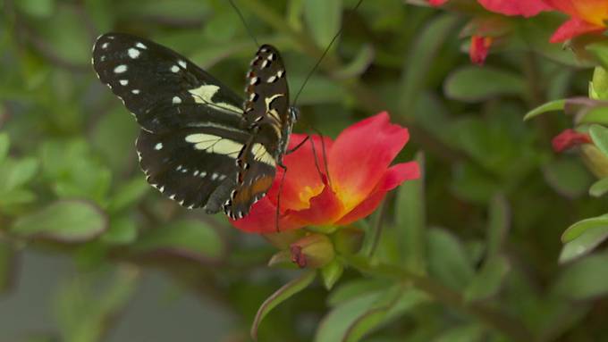 Schmetterlinghaus soll auf schwindenden Lebensraum aufmerksam machen