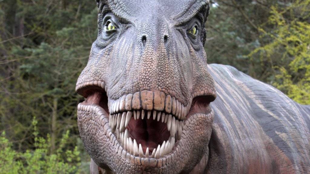 Mit seinem furchteinflössenden Gebiss könnte der Tyrannosaurus rex auch eigene Artgenossen verspiesen haben, vermuten Forscher nach einem Knochenfund in den USA. (Symbolbild)