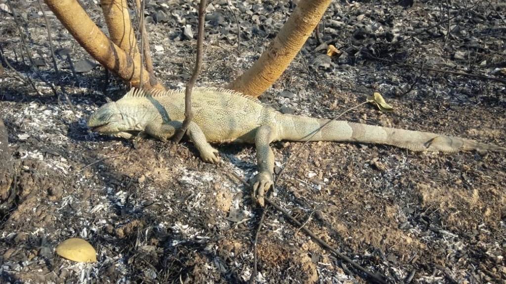 HANDOUT - In einem von einem Feuer betroffenen Gebiet des Pantanal liegt ein toter Leguan. Foto: Susan Weller/Panthera/dpa - ACHTUNG: Nur zur redaktionellen Verwendung im Zusammenhang mit der aktuellen Berichterstattung und nur mit vollständiger Nennung des vorstehenden Credits